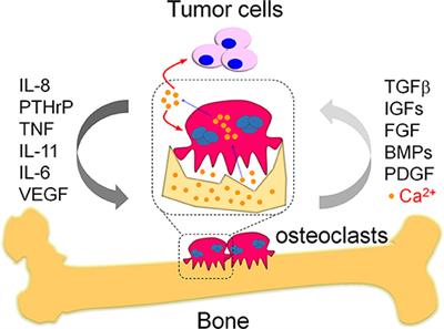 Calcium Homeostasis: A Potential Vicious Cycle of Bone Metastasis in Breast Cancers